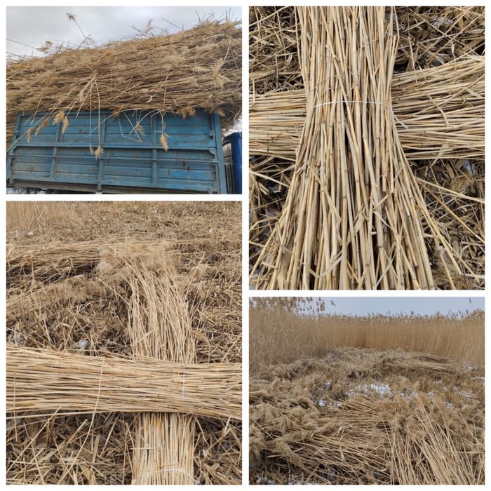 Дайын қамыс сатылады 300тенге