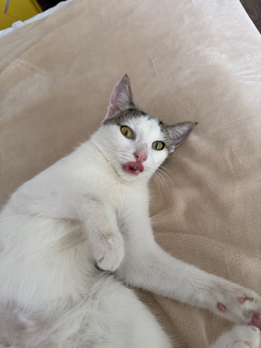 Котенок  ЛАЙМА ищет семью. 8 месяцев.