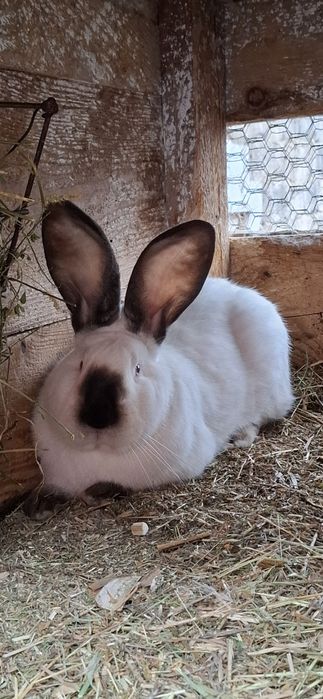 Vând mascul urias de Transilvania