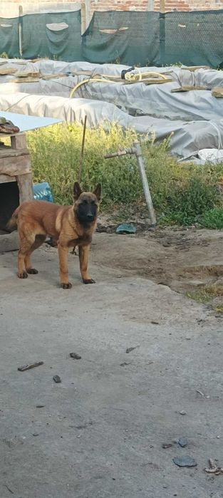 Белгийска овчарка Малиноа