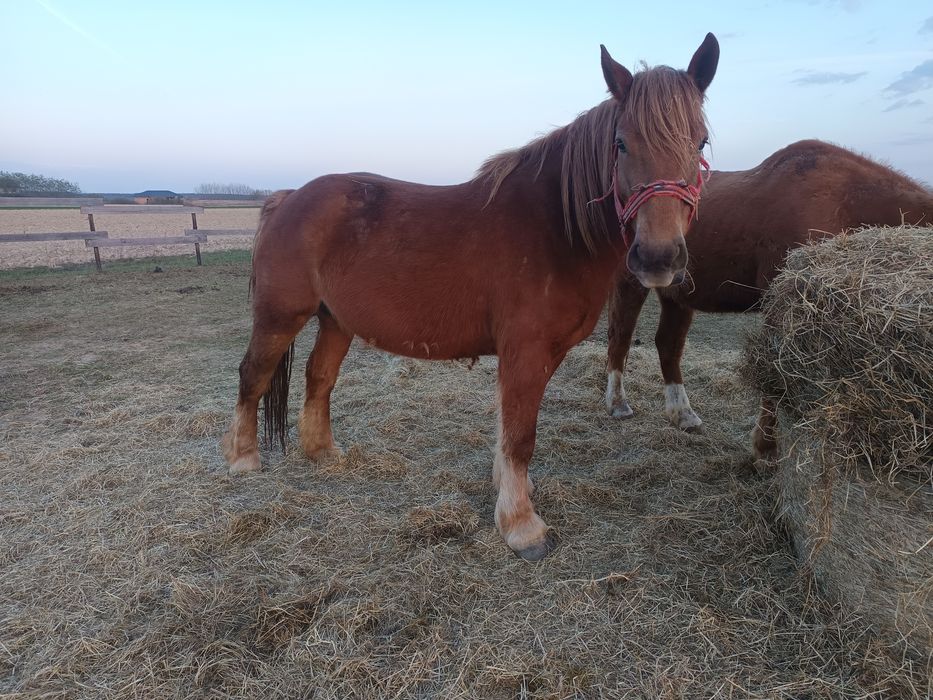 Vând o mânză de un an