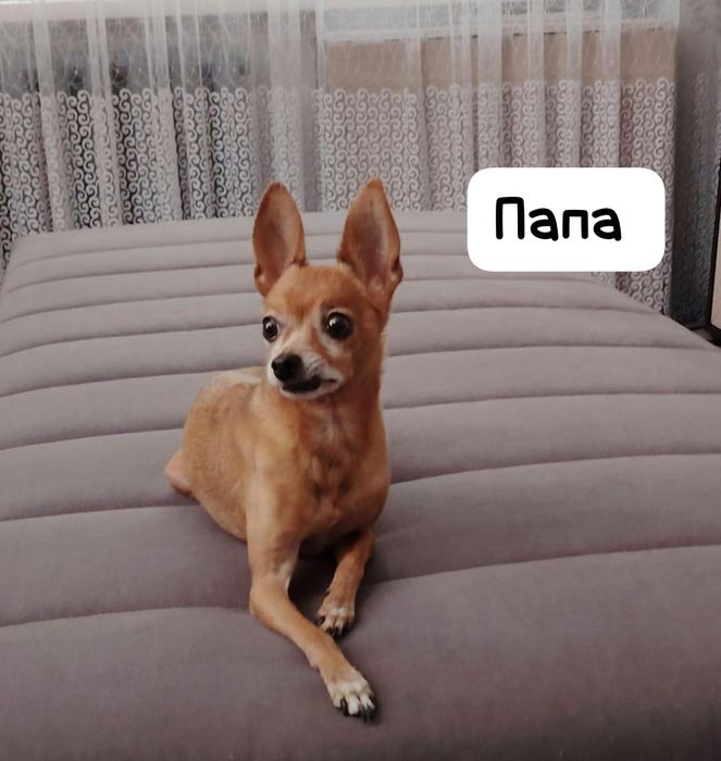 Щенки мини  той терьер