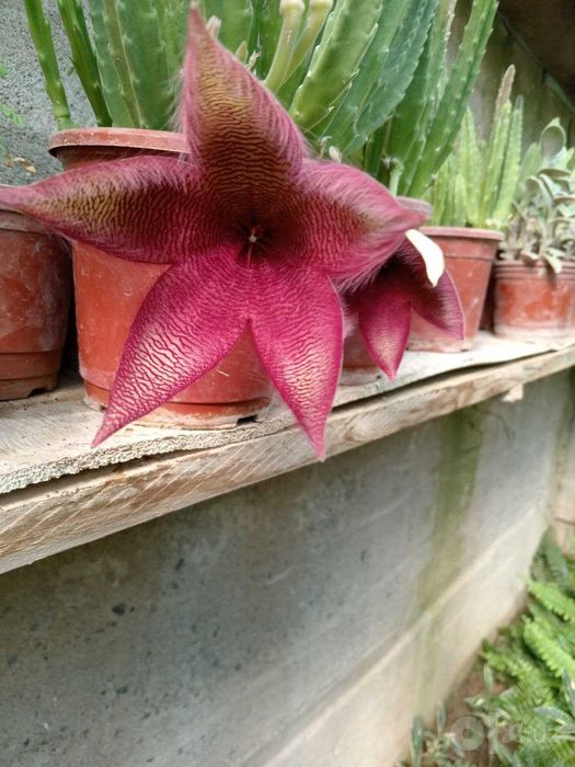 Стапелия /  Stapelia grandiflora