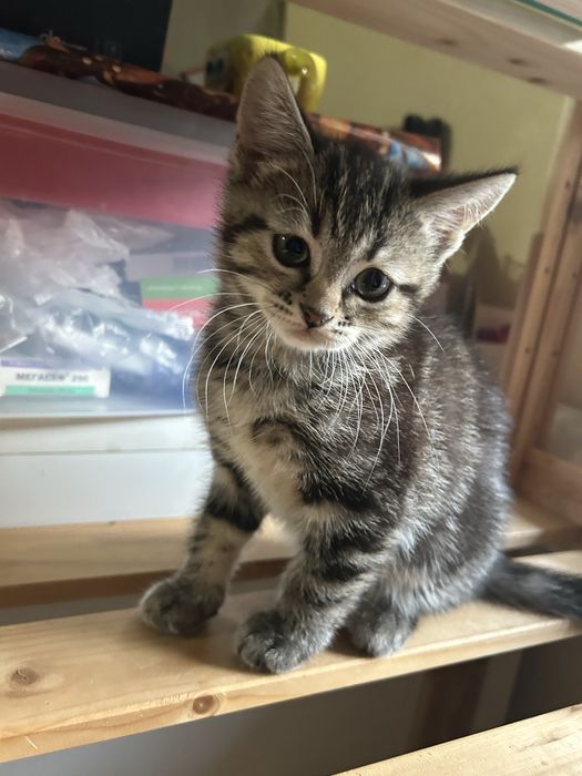 Шотландский котенок