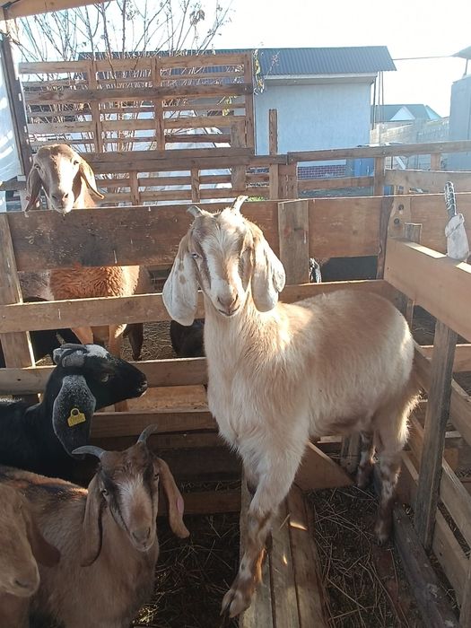 козочки и козлики