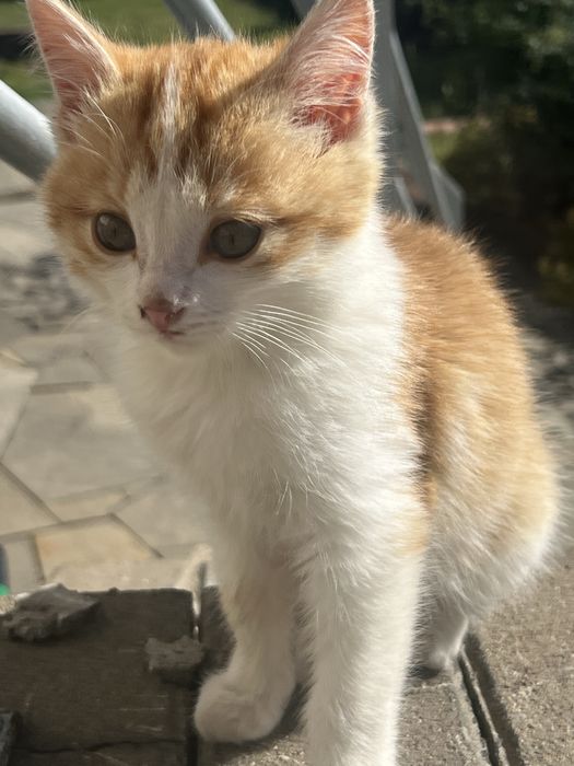 Отдадим в добрые руки бесплатно