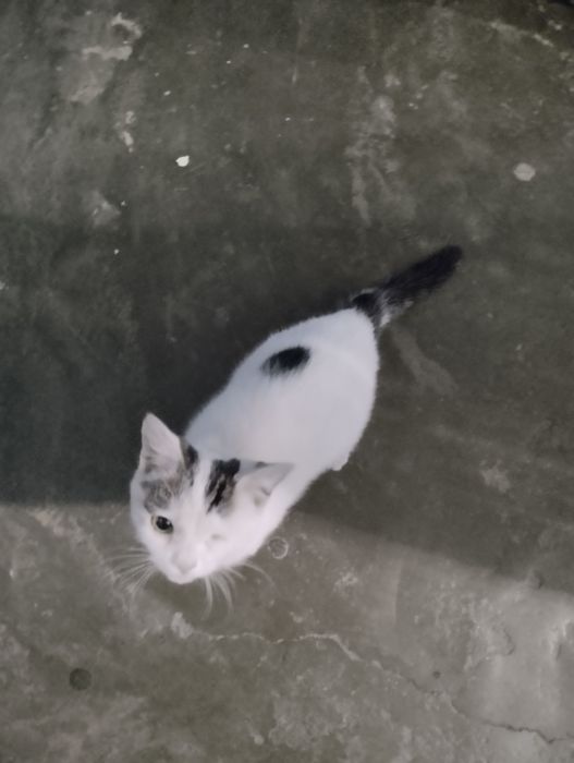 Котенка в добрые руки