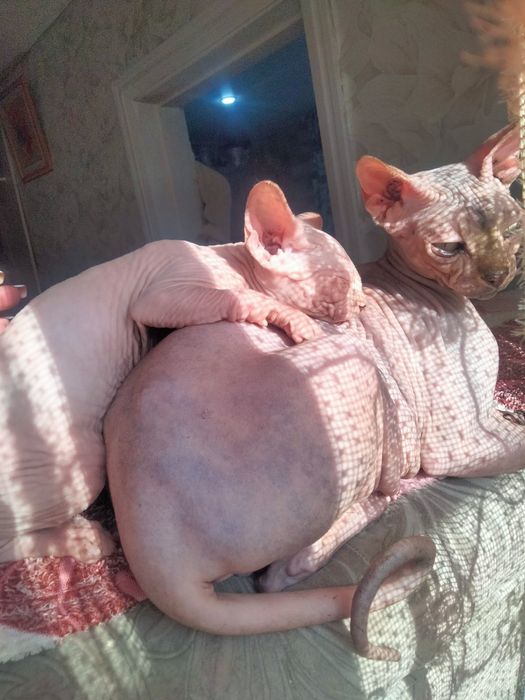 Канадский сфинкс