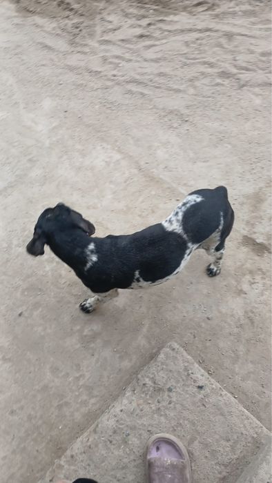 Donez cățel pentru mai multe detalii la acest nr 0726418617