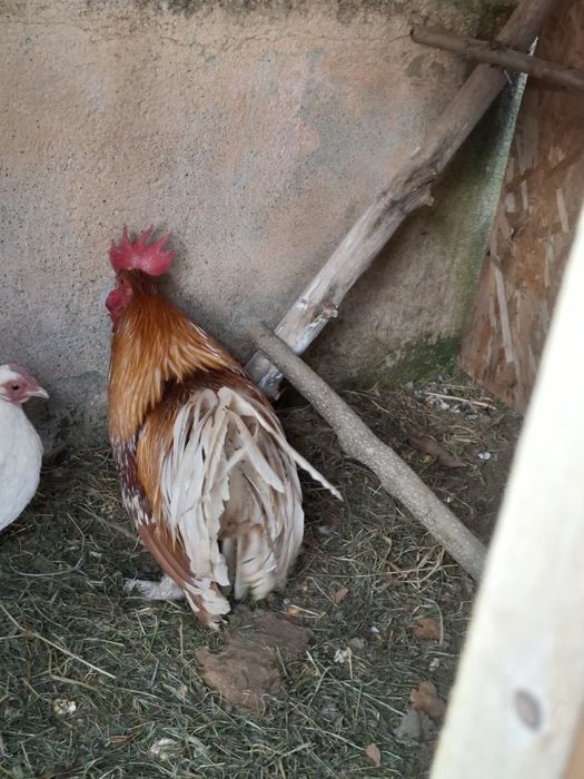 Vând un cocos pitic din linie  foarte bună