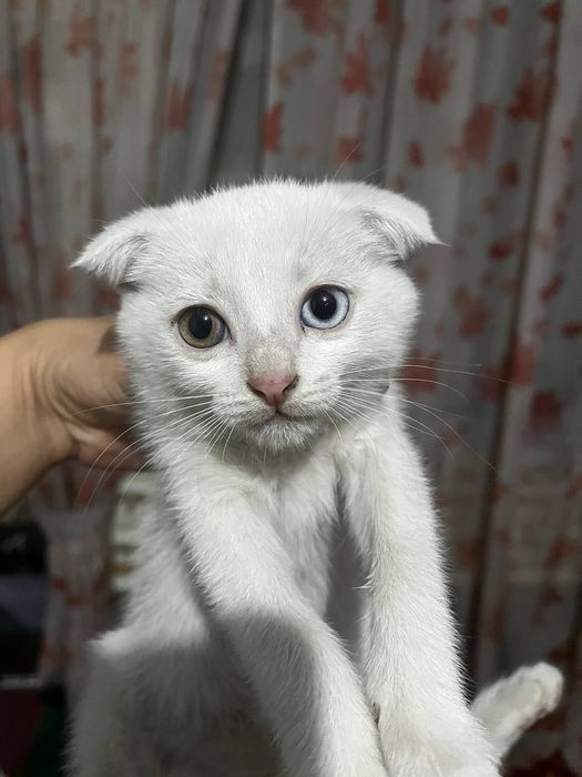 Скоттиш фолд шотландский ва Скоттиш хайланд фолдчала