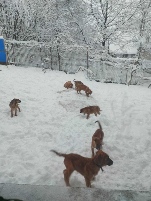 donez cateii 4 luni metisi  ciobanesc Malinois belgian