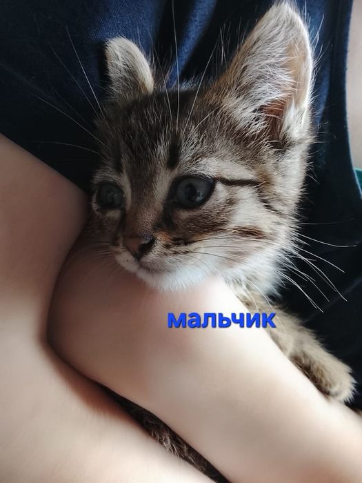 Дарим котят.Есть мальчик и девочка.