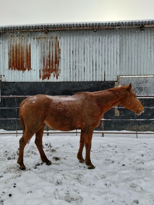 Таза Канды биелер