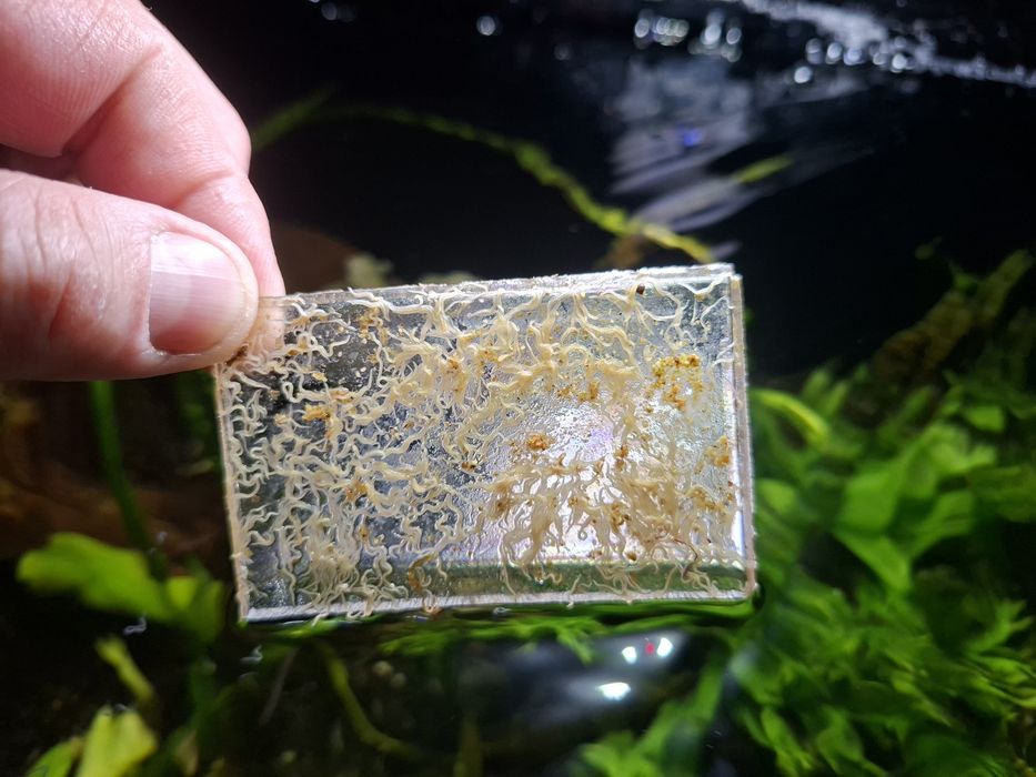 Hrana vie  pesti grindal.