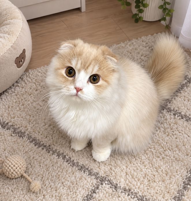 Шотландский кошка