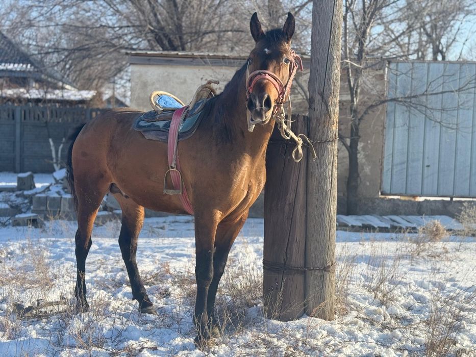 Продаю срочно лошадь