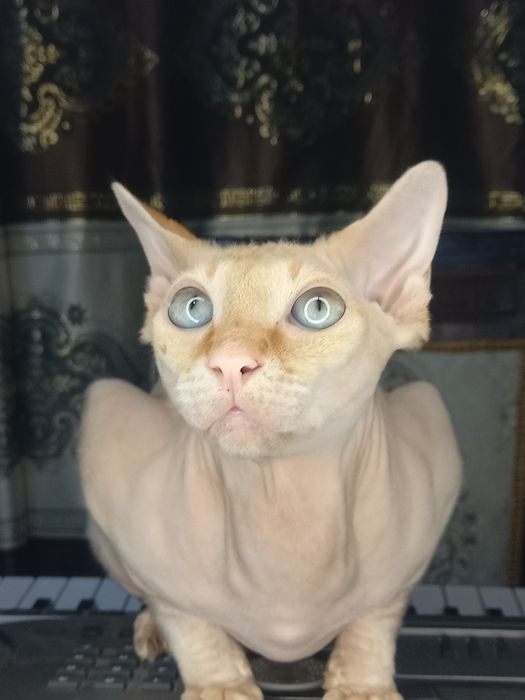 Sfinks mushuk ogil вяска