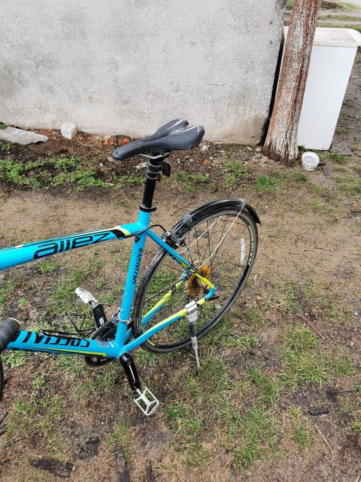 Cursiera  specelized elit