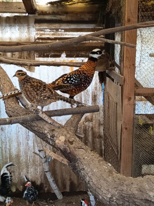 de vanzare oua pt incubat fazan gat golas pitic motate etc