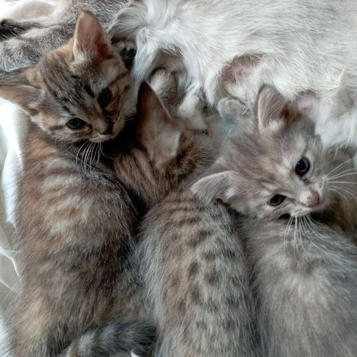Милые кошечки 2 мес