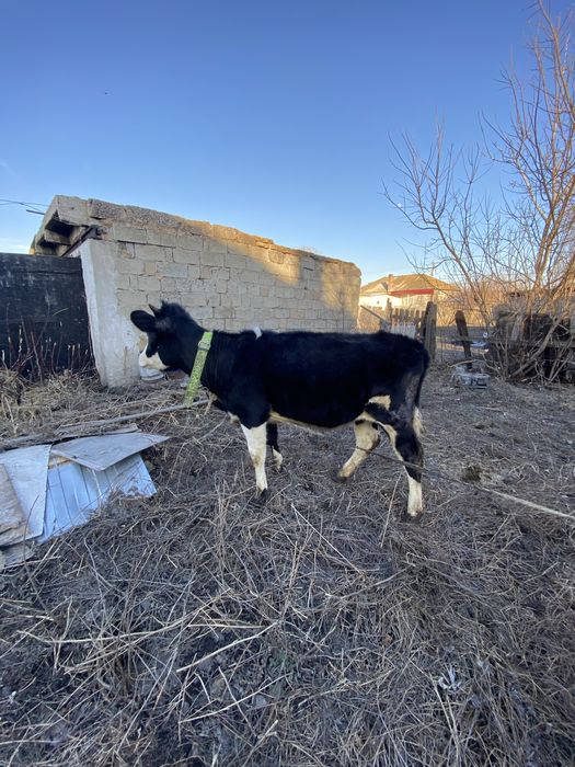 Продам телочку 12 месяцев