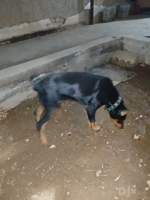 Doberman qizbola
