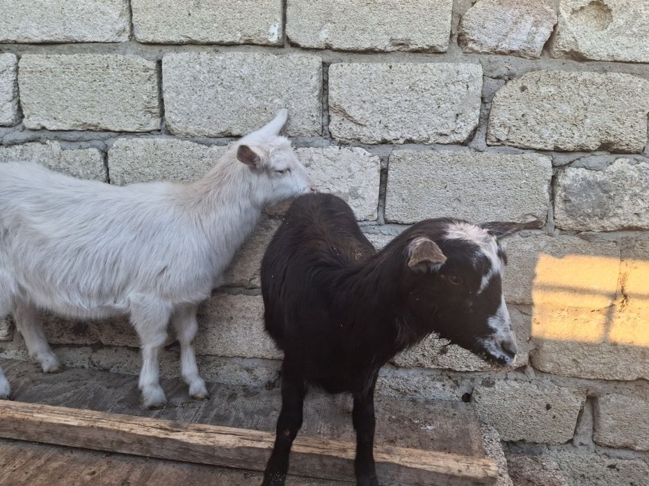 Козы продаются,  1 козлята 35тысяч.