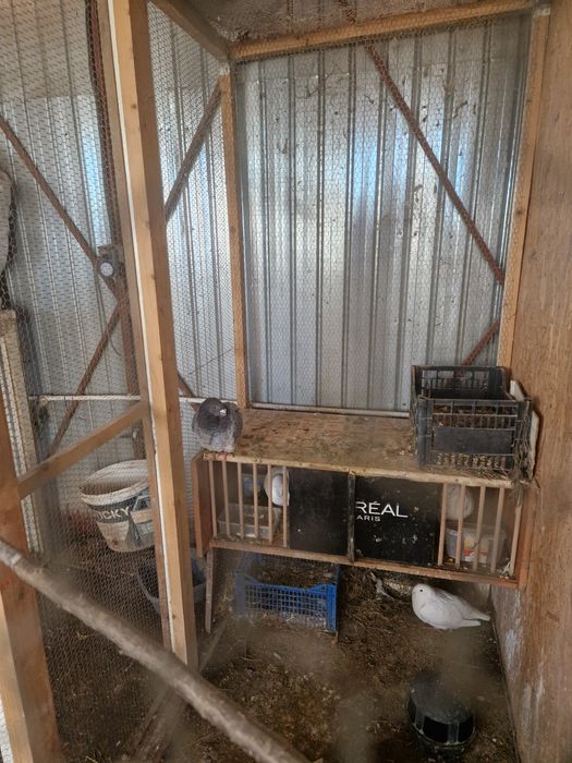 turturele răzătoare