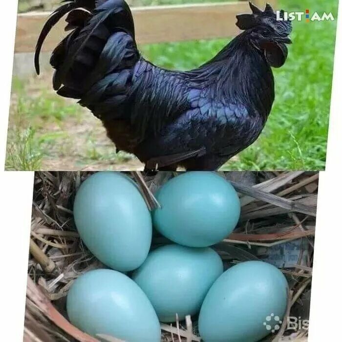 Uxeyli zotli Qora tovuqlar