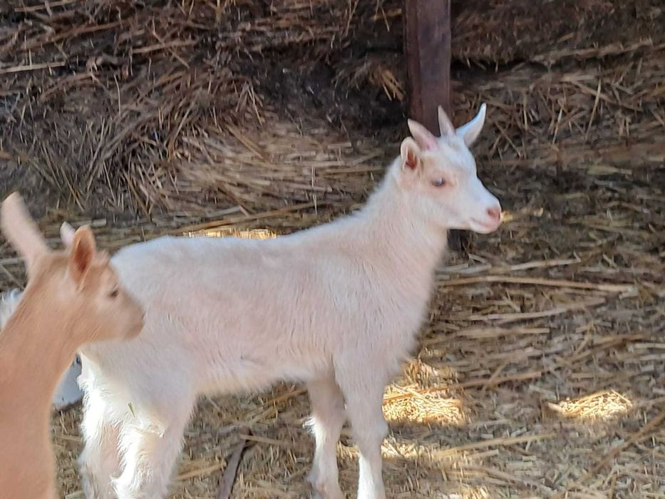 Теке, лақ сатылады.