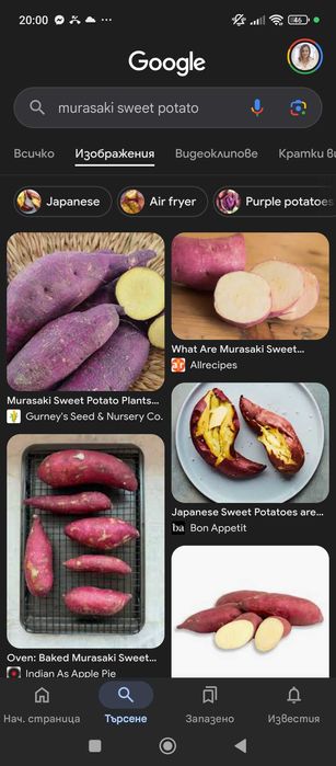 Разсад батати (сладки картофи)