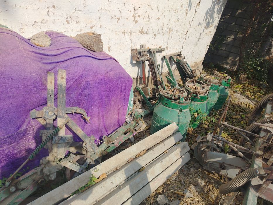 Kultuvatsa sus sotiladi selka