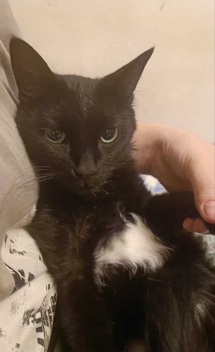 Кошечка ищет дом