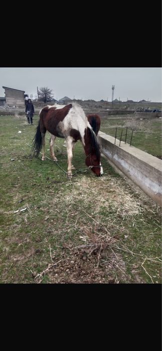 Жылкы бие байтал