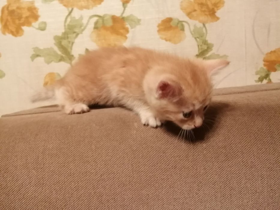 Отдам рыжего котёнка