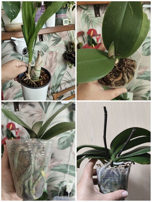Много разных растений