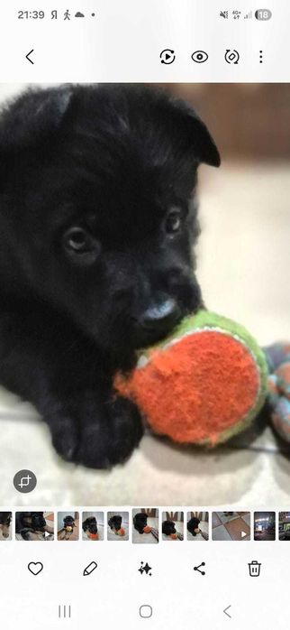 Чистокровные маленькие щенки