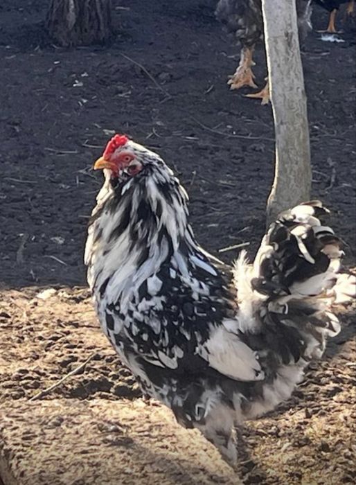 Oua incubat Gaini Motate,Barboase,Incaltate,Metisate