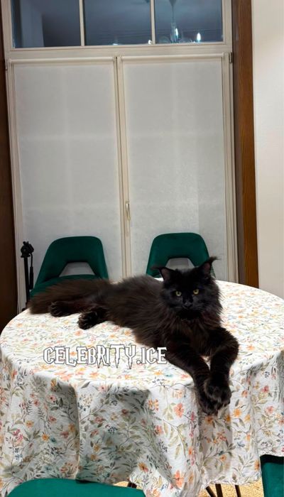 Мейн куны. Питомник celebrity ice
