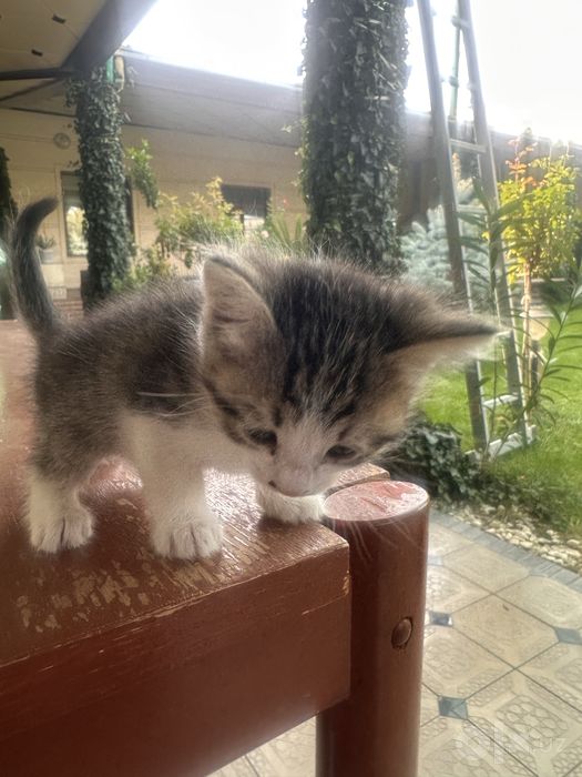 Котята 2,5 месячные