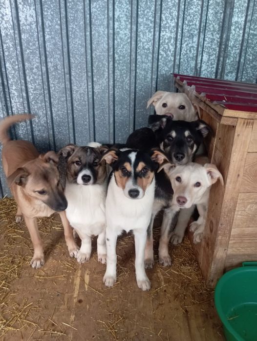 Щенки по 7 месяцев