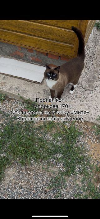Пропал кот в топоркова 170