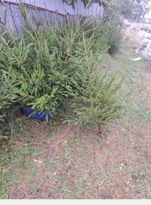 Vând brazi pentru evenimente (nunta)