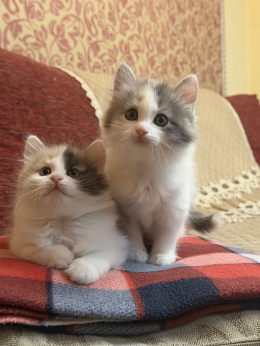 Сибирские котята