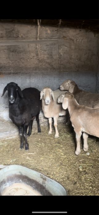 Арашан саулық