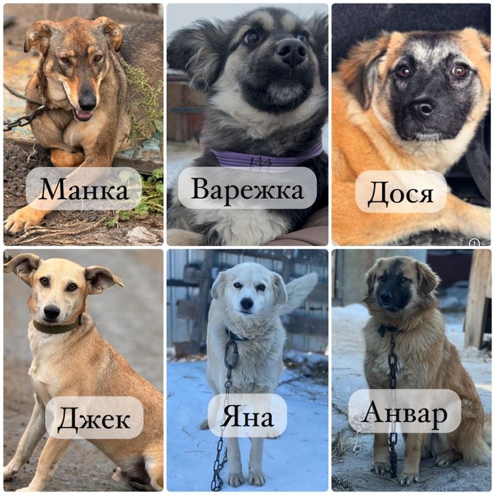 Собаки в хорошие руки