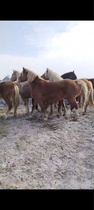 Продам кобылок тяжи