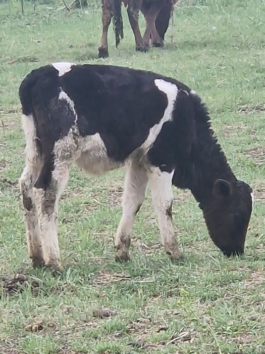 Телёнок телята бузаулар