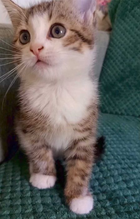 Котята Скотиш Фолд